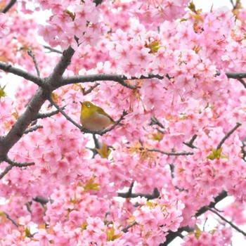 Warbling White-eye Kasai Rinkai Park Thu, 3/7/2024