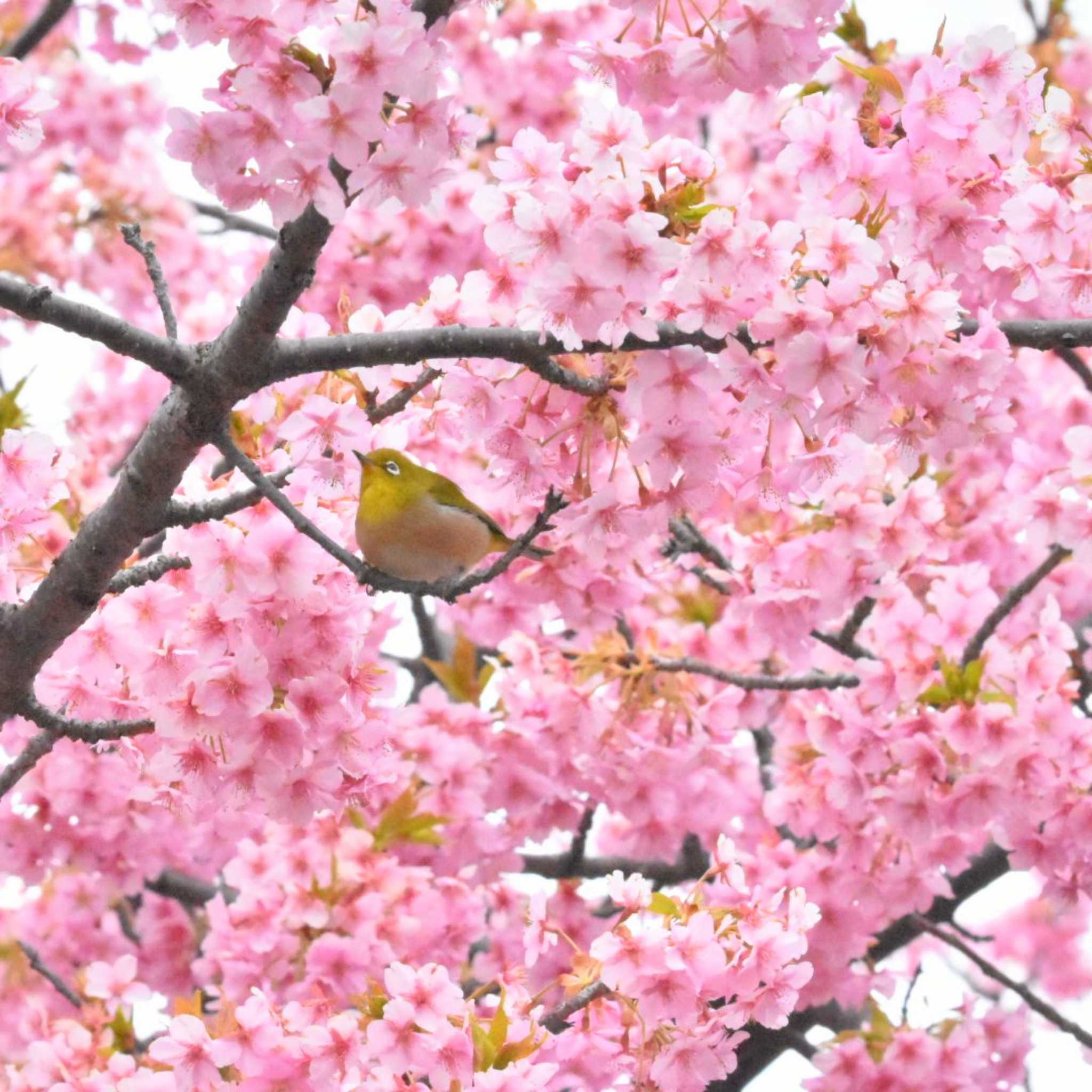 ピーク過ぎ河津桜🐦 by ぎたふぐ