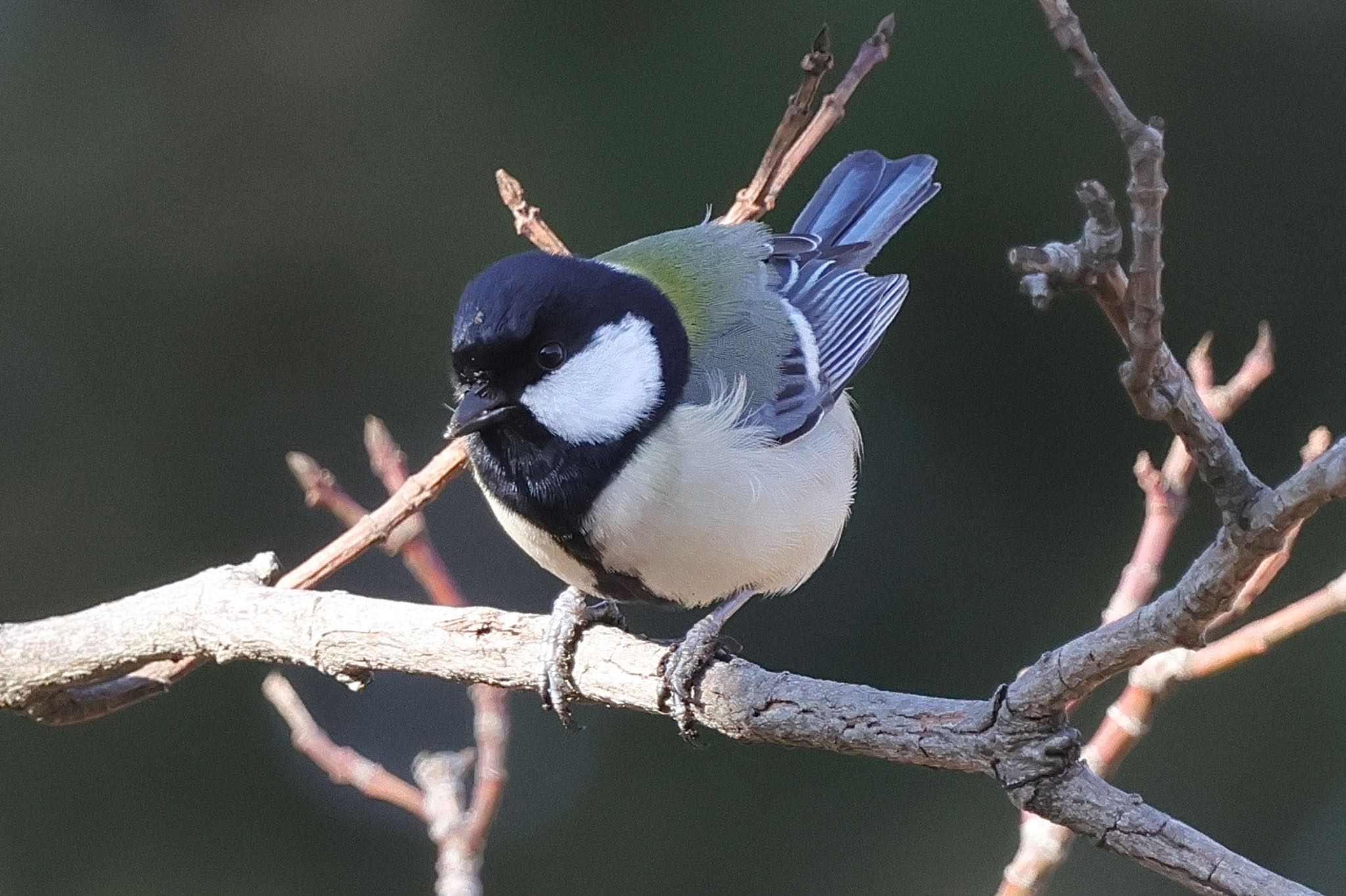 シジュウカラ