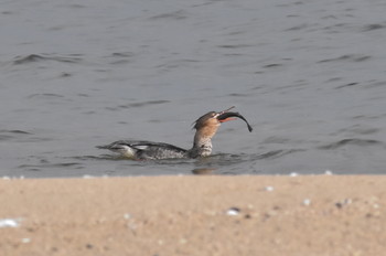 Red-breasted Merganser Unknown Spots Sat, 12/1/2018