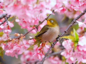 Warbling White-eye Yoyogi Park Thu, 3/7/2024