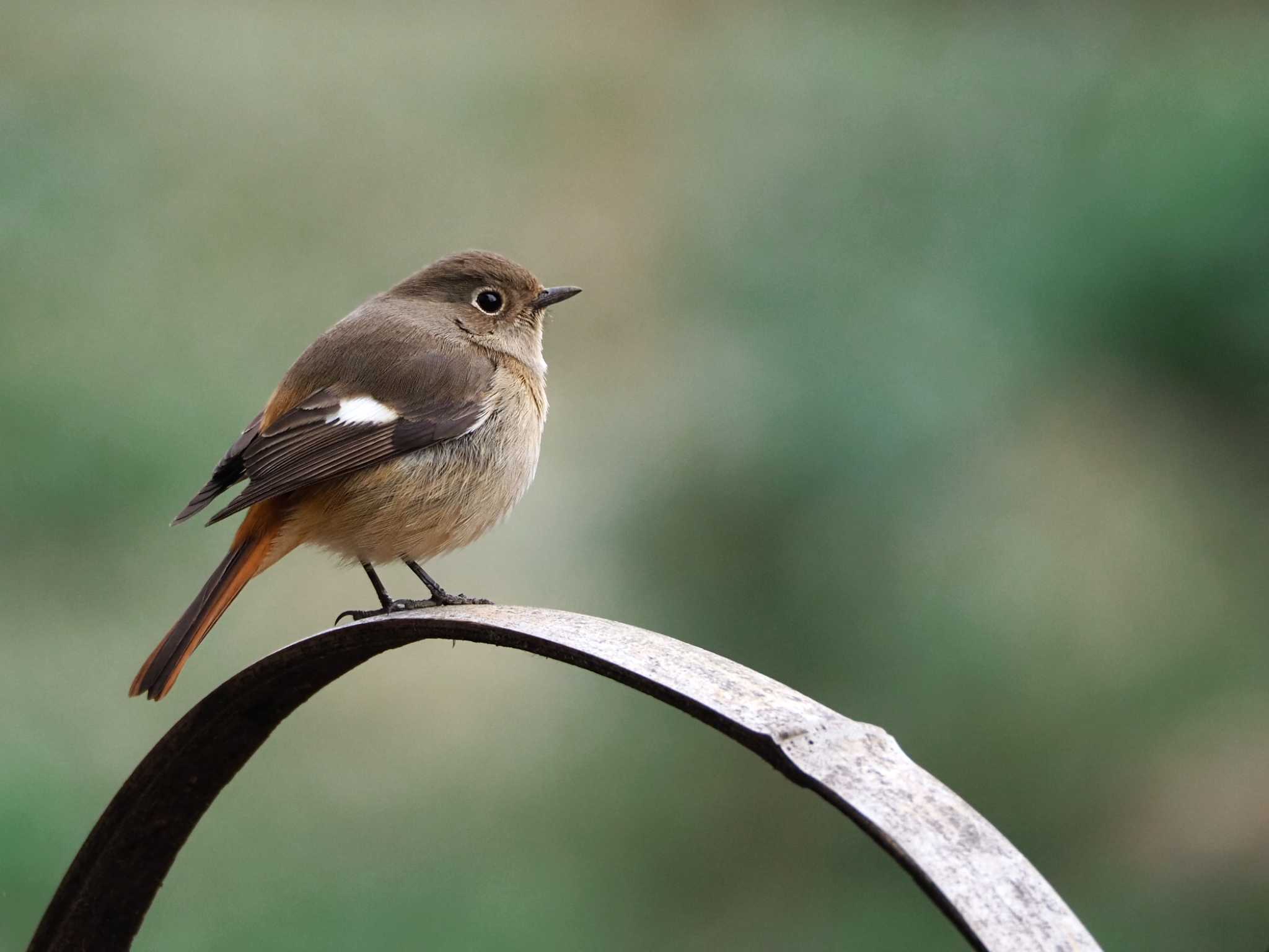 明治神宮 ジョウビタキの写真 by y-kuni