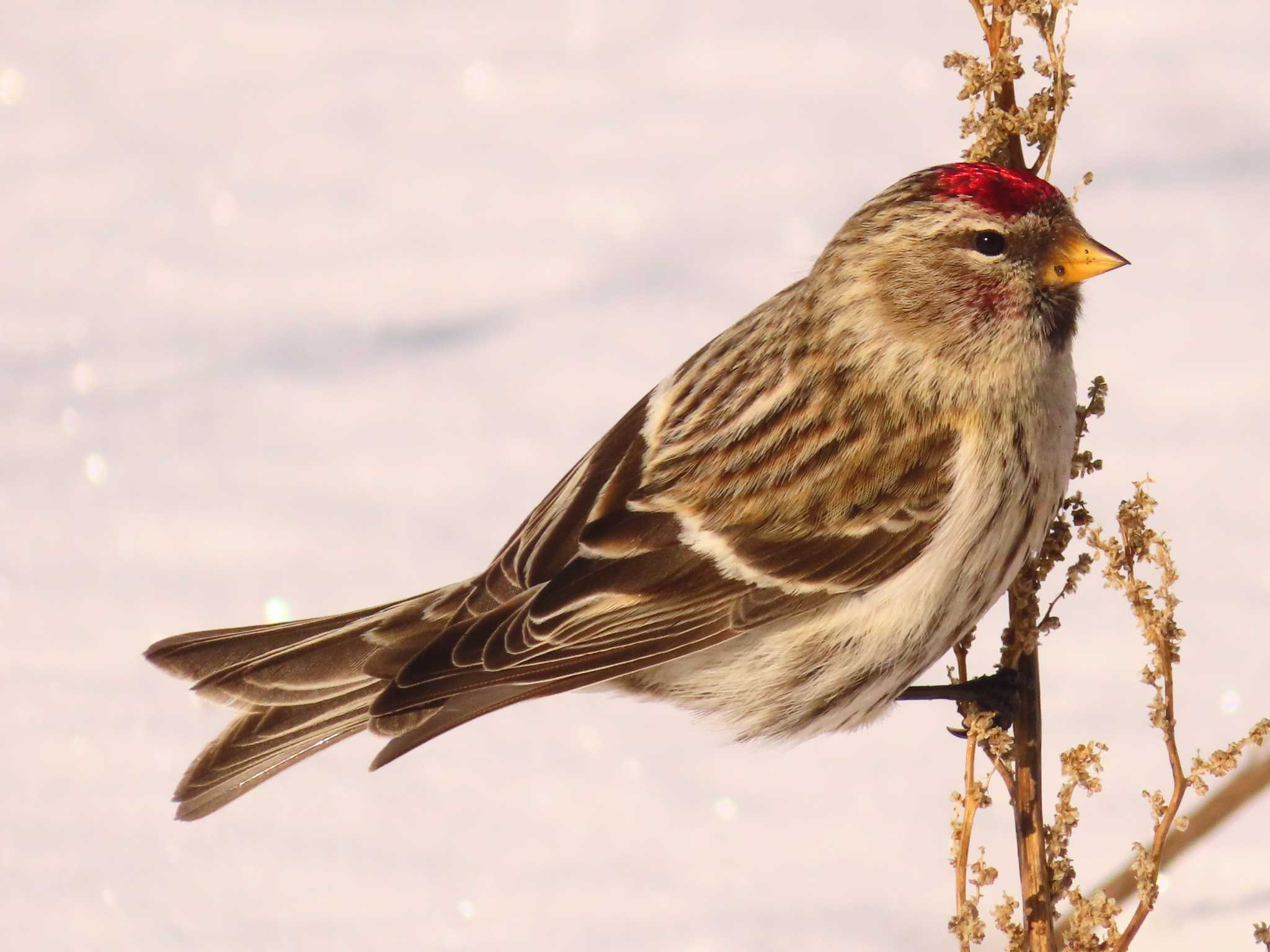 Common Redpoll