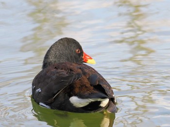 Common Moorhen 別所沼公園(埼玉県) Sun, 3/3/2024