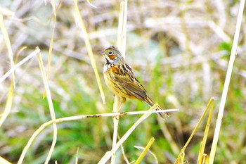 Chestnut-eared Bunting 玉川(厚木市) Tue, 3/5/2024