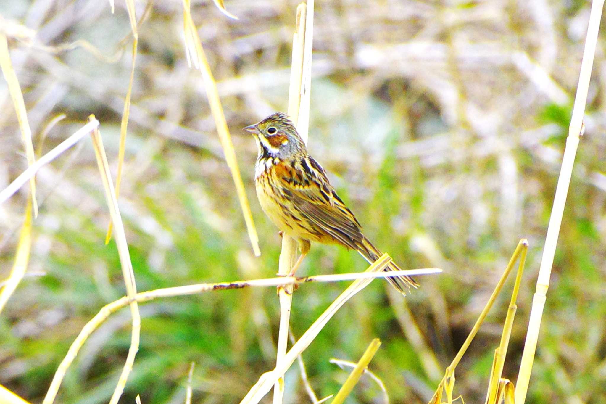 Photo of Chestnut-eared Bunting at 玉川(厚木市) by BW11558