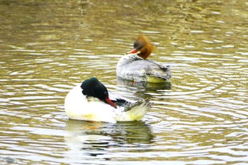 Common Merganser 玉川(厚木市) Tue, 3/5/2024