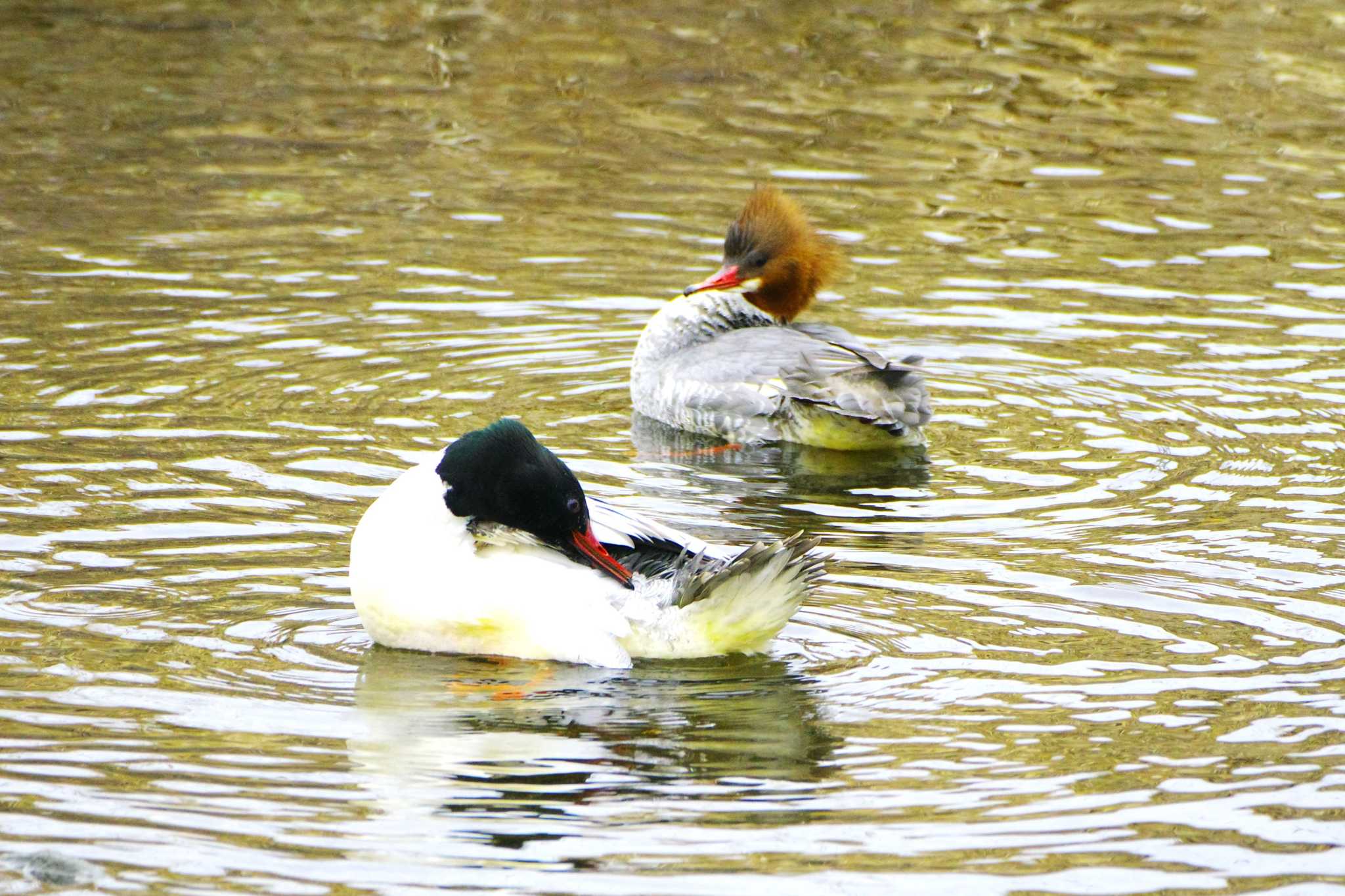 Photo of Common Merganser at 玉川(厚木市) by BW11558