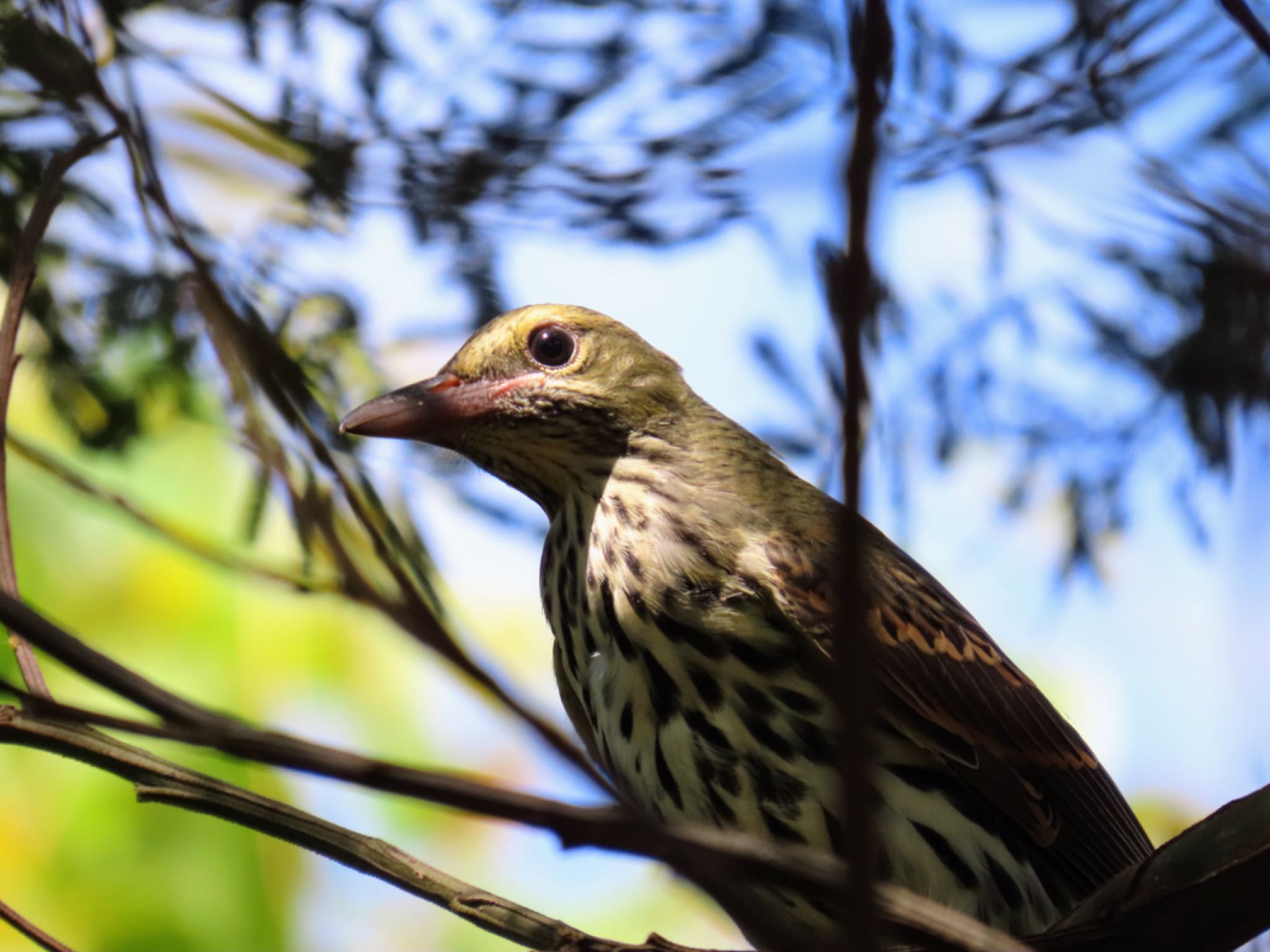 Photo of Australasian Figbird at Central Coast Wetlands Pioneer Dairy(NSW) by Maki