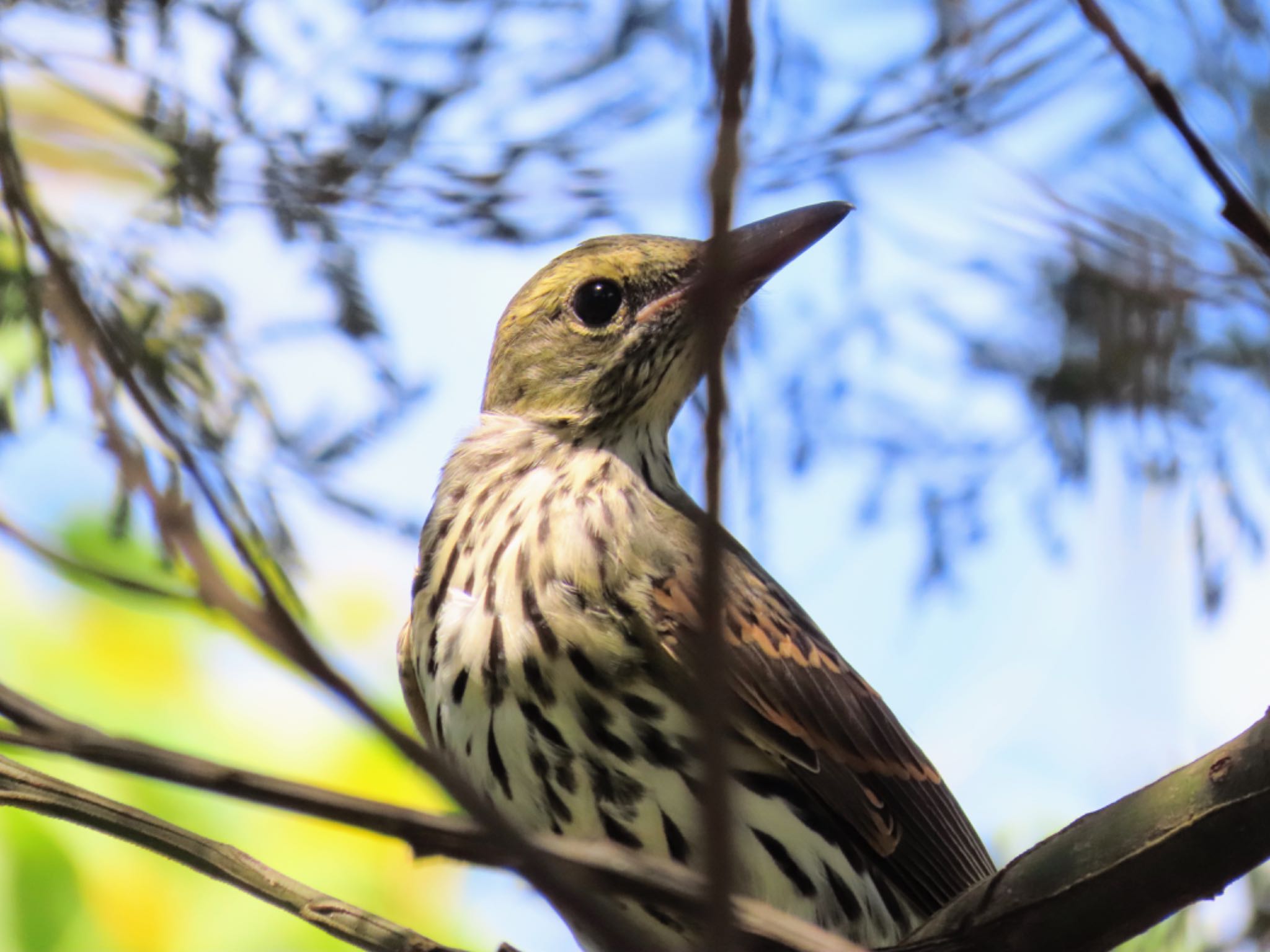 Central Coast Wetlands Pioneer Dairy(NSW) メガネコウライウグイスの写真 by Maki