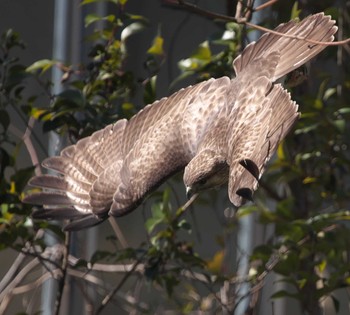 Eastern Buzzard 東京都多摩地域 Fri, 3/1/2024