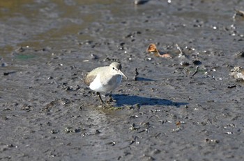 Common Sandpiper Yatsu-higata Sun, 1/14/2024