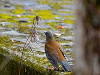 Pale Thrush 稲佐山公園 Wed, 3/6/2024