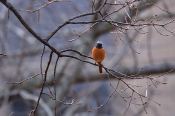 2024年3月2日(土) 長浜公園の野鳥観察記録