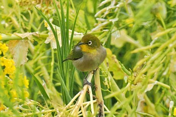 Warbling White-eye 荒川・砂町水辺公園(東京都江東区) Thu, 3/7/2024