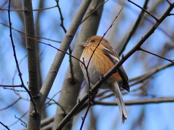 2024年3月7日(木) 浅羽ビオトープの野鳥観察記録