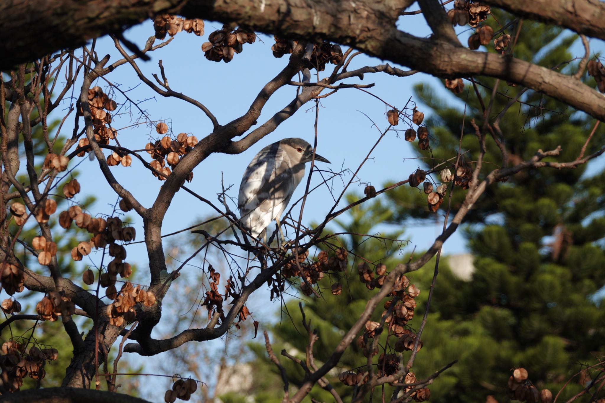 Black-crowned Night Heron