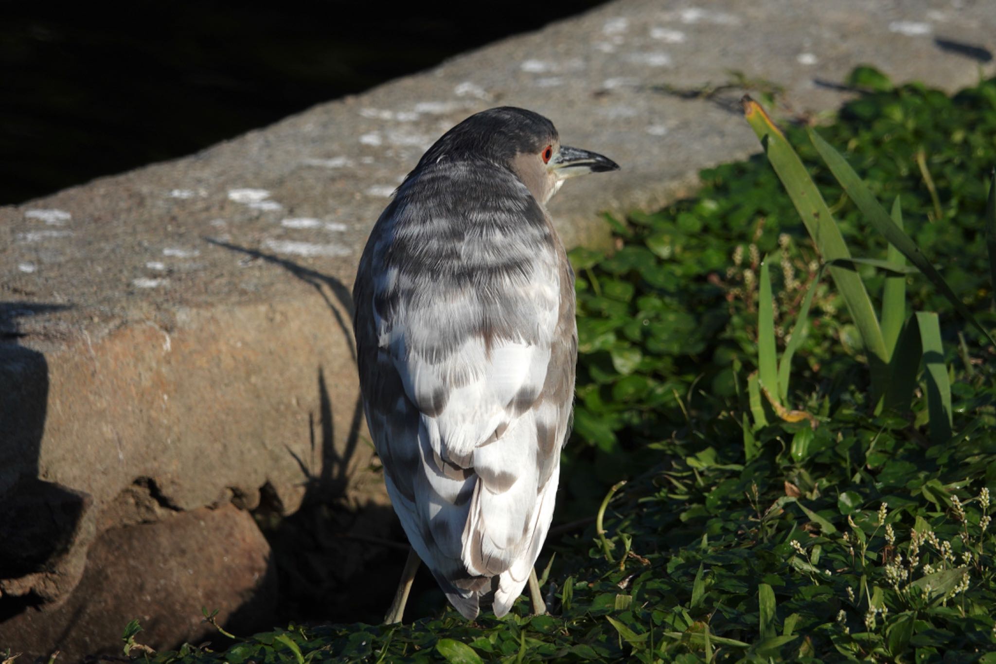 Black-crowned Night Heron