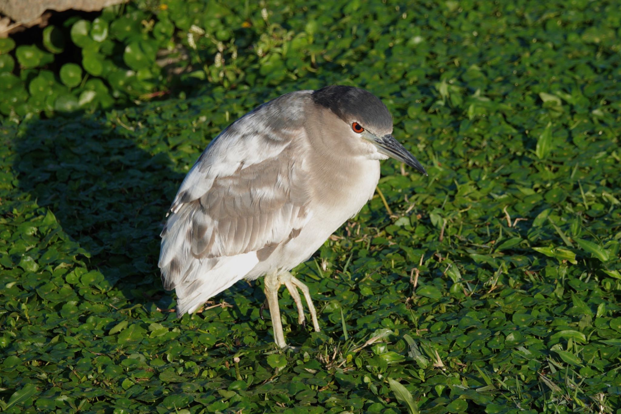 Black-crowned Night Heron