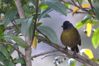 Large-footed Finch コスタリカ Tue, 2/13/2024