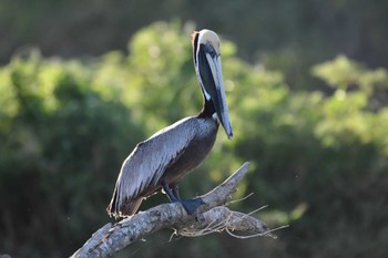 Brown Pelican コスタリカ Sat, 2/10/2024