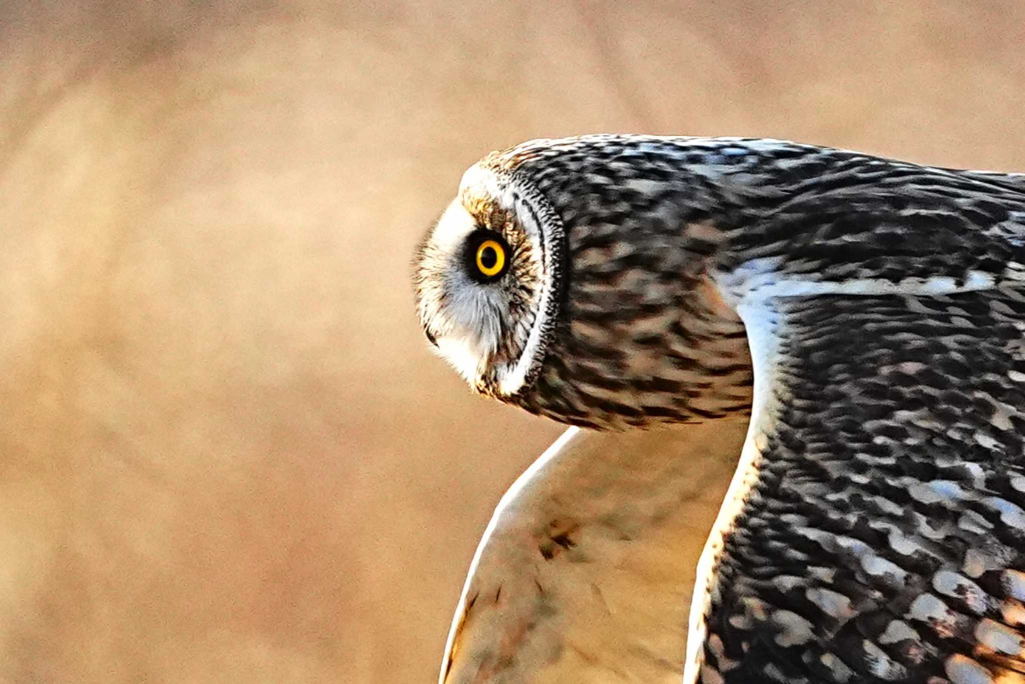 埼玉県 コミミズクの写真 by 川４