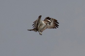 Osprey 島田川河口(山口県) Thu, 3/7/2024