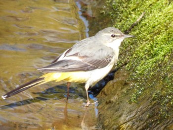 Grey Wagtail Unknown Spots Thu, 3/7/2024