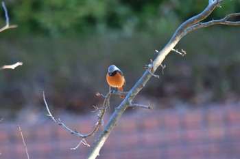 Sun, 3/3/2024 Birding report at Nagahama Park