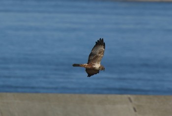 チュウヒ 大阪南港野鳥園 2018年11月24日(土)