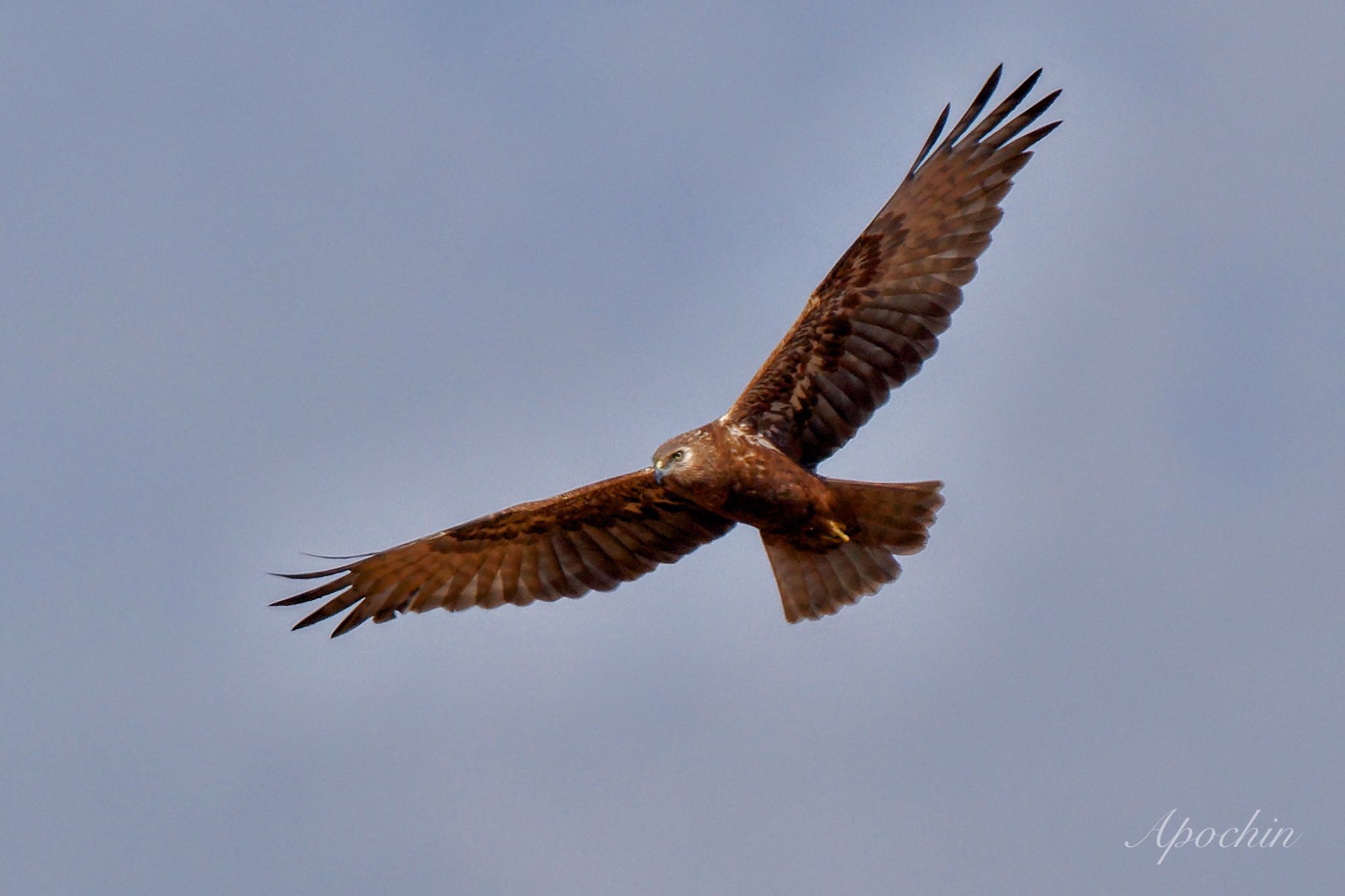 Photo of Eastern Marsh Harrier at 夏目の堰 (八丁堰) by アポちん