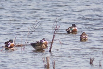 Thu, 3/7/2024 Birding report at 芝川第一調節池(芝川貯水池)