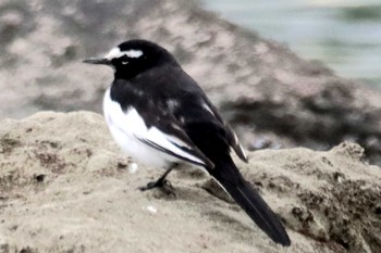 セグロセキレイ 東京港野鳥公園 2023年6月10日(土)