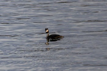 カンムリカイツブリ 葛西臨海公園 2024年3月2日(土)