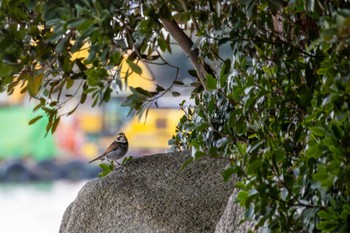 ツグミ 葛西臨海公園 2024年3月2日(土)