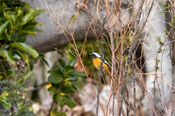 ジョウビタキ 葛西臨海公園 2024年3月2日(土)