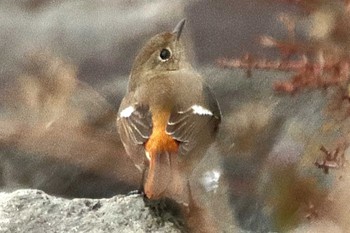 Daurian Redstart Tokyo Port Wild Bird Park Sun, 1/28/2024