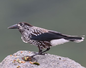 Spotted Nutcracker 乗鞍岳 Mon, 8/28/2023