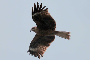 トビ 東京港野鳥公園 2024年1月28日(日)