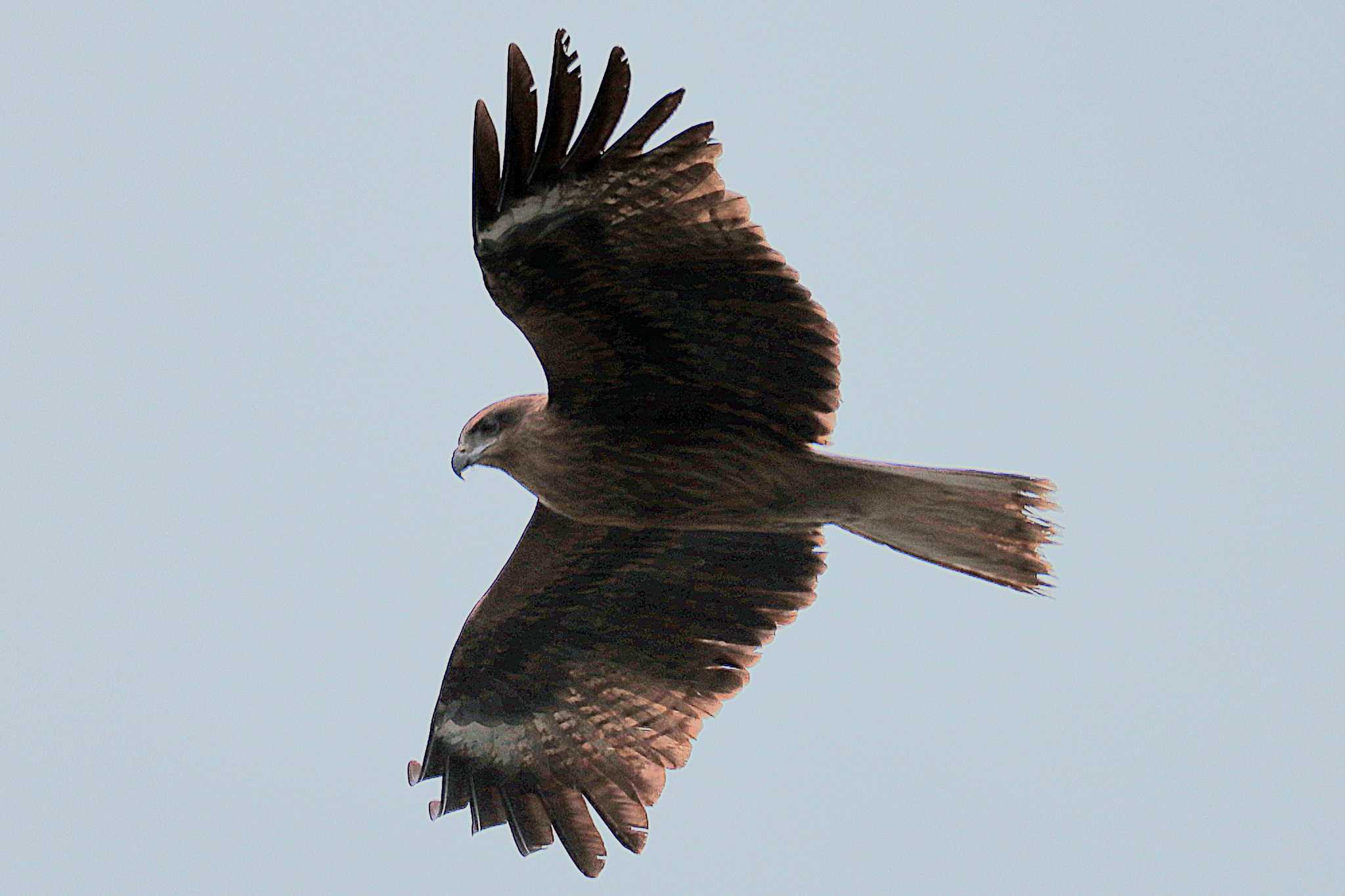 Black Kite