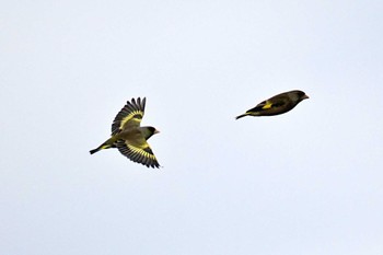 Grey-capped Greenfinch 荒川・砂町水辺公園(東京都江東区) Thu, 3/7/2024