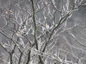 2024年3月7日(木) 箱根の野鳥観察記録