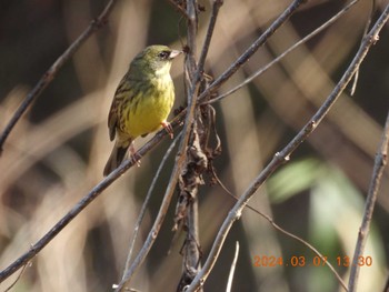 Masked Bunting 月見の森(岐阜県) Thu, 3/7/2024