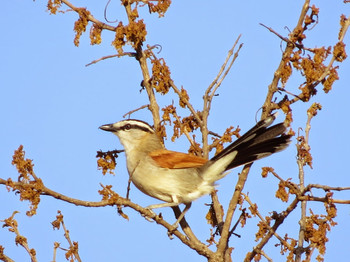 Brown-crowned Tchagra