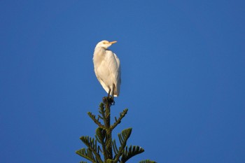 Eastern Cattle Egret 青年公園(台湾) Fri, 1/19/2024