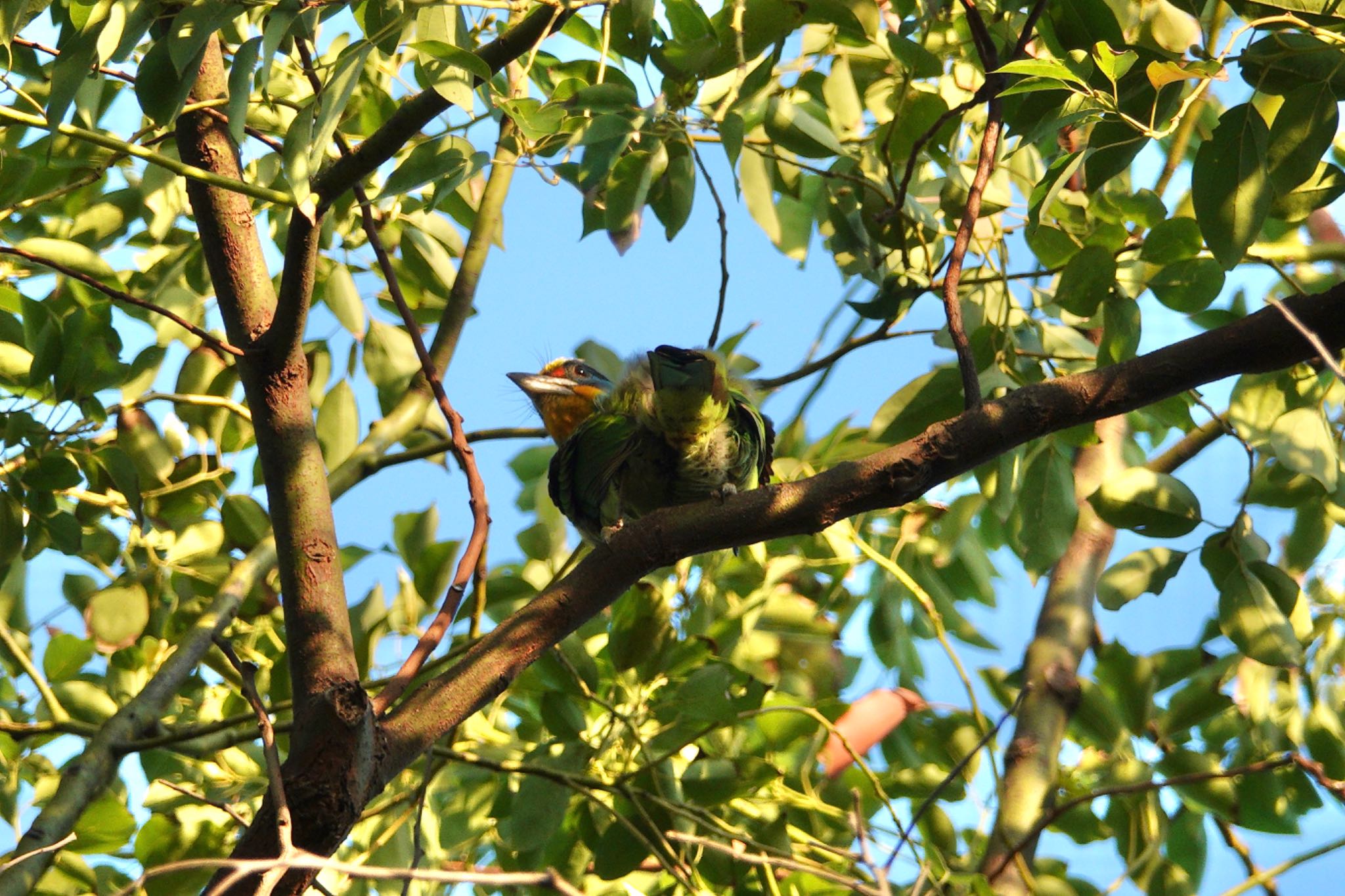 Taiwan Barbet