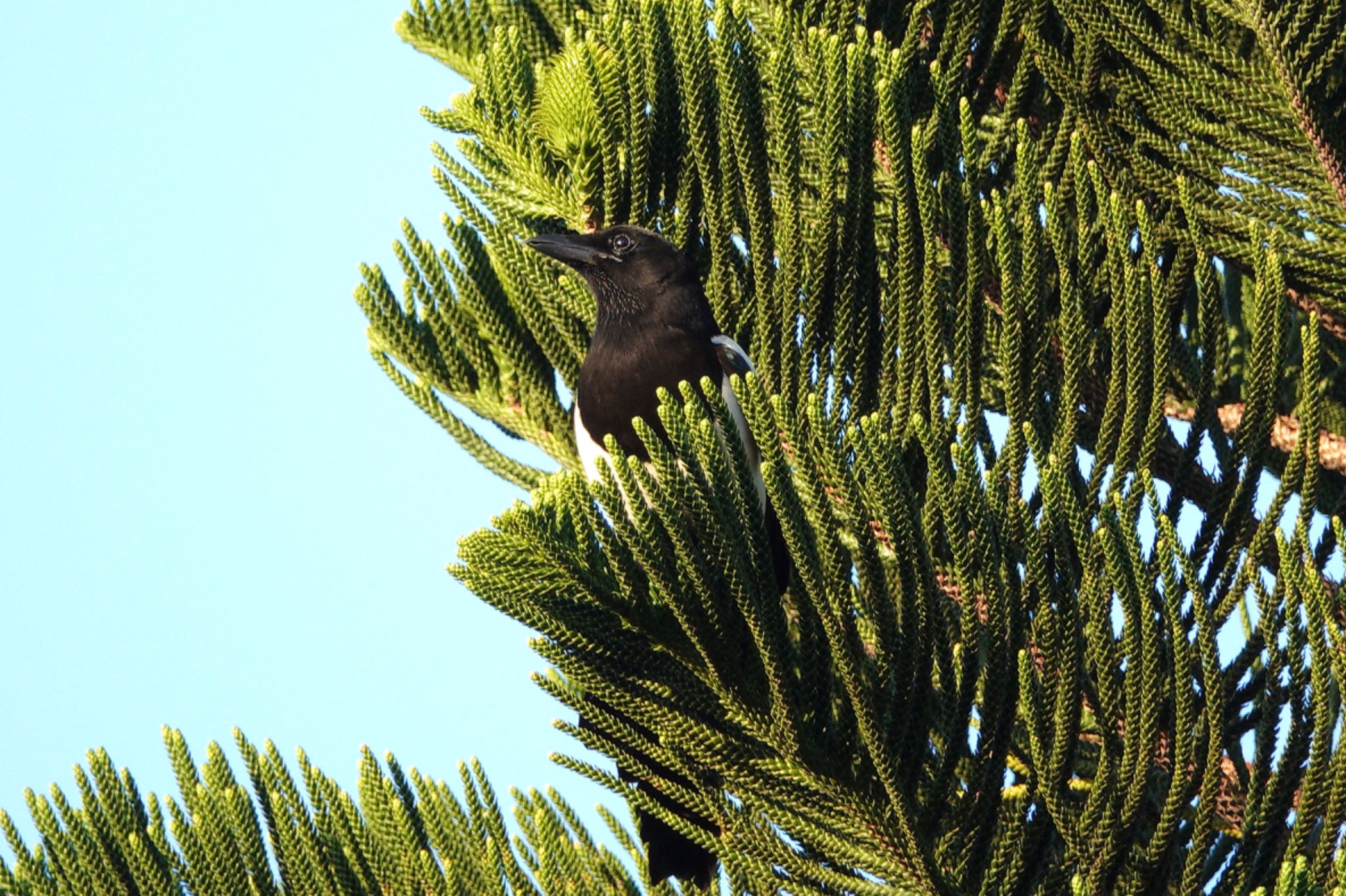 Eurasian Magpie