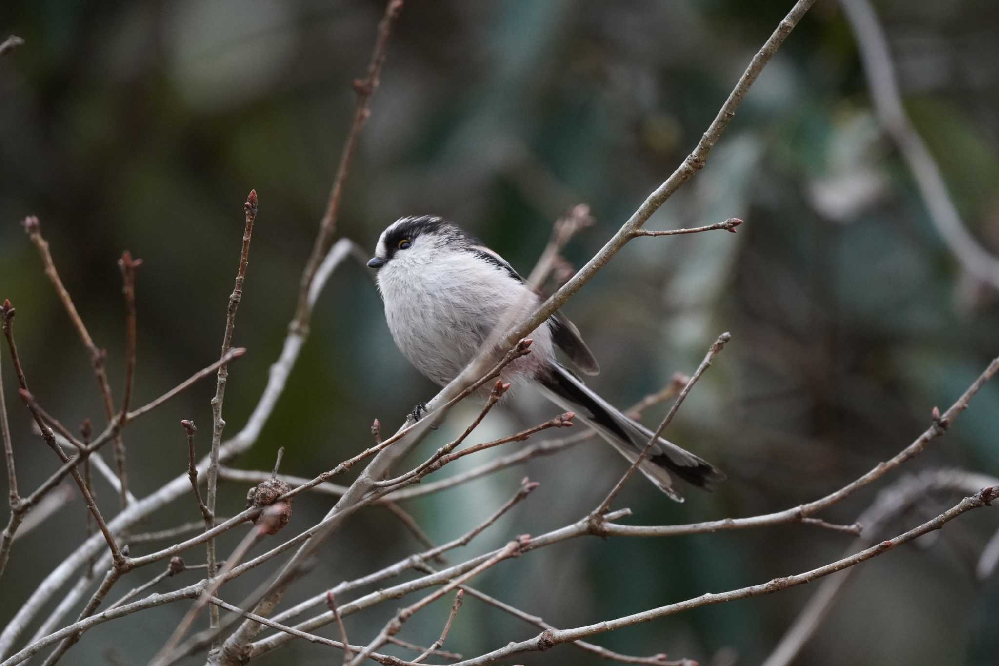 Photo of Long-tailed Tit at 陶史の森 by さとポン
