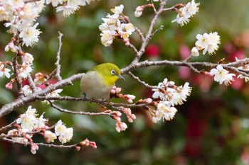 メジロ ロクハ公園(滋賀県草津市) 2024年3月6日(水)