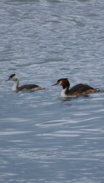 Great Crested Grebe 安倍川河口 Thu, 3/7/2024